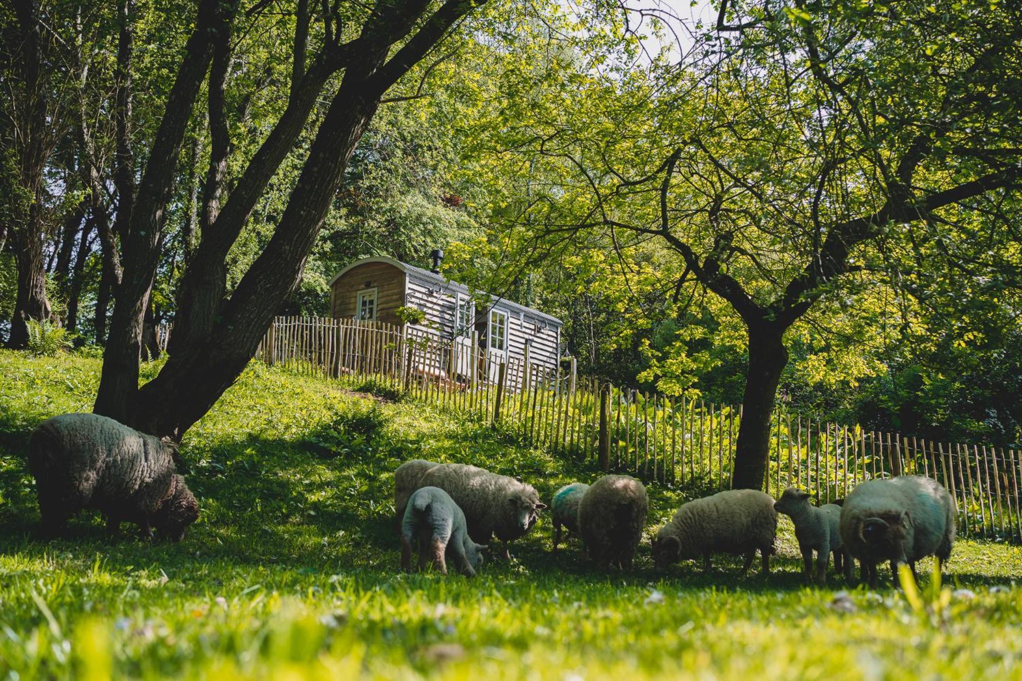 Somerset Shepherds Huts Winsham Luaran gambar